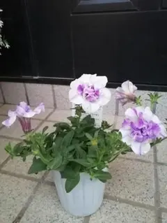 まるまま様 リクエスト 2点 まとめ商品