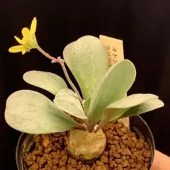 ぷさんぷさーん様 リクエスト 2点 まとめ商品