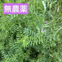 カラスノエンドウの強化種、安心30粒＋プティ粗品＋匿名送料無料、同