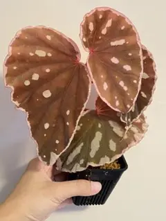 NEKOさま専用 Begonia dinhdui - メルカリ