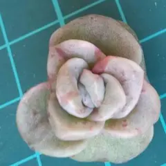 多肉植物 ラブリーローズ錦☆赤斑☆