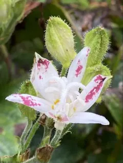 りょりょ様 リクエスト 3点 まとめ商品