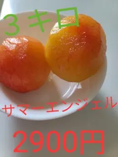 サマーエンジェル スモモ プラム すもものサムネイル