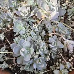 mon様 リクエスト 3点 まとめ商品