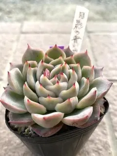 2026年最新】多肉 月影の人気アイテム - メルカリ