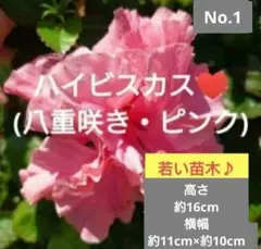 No.3【沖縄から♪】ハイビスカス(八重咲き・真っ赤)♥️枝振り良好♪蕾