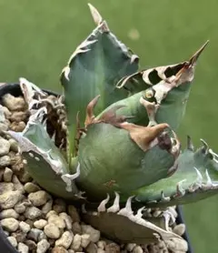 2026年最新】アガベまとめ売りの人気アイテム - メルカリ