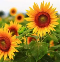 超巨大なひまわりの種10粒