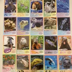 2026年最新】鳥羽水族館カードの人気アイテム - メルカリ