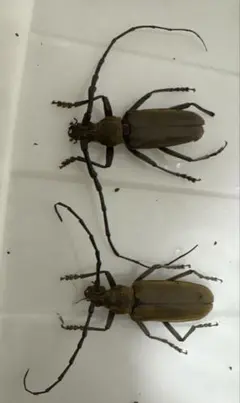 2026年最新】カミキリ 昆虫標本の人気アイテム - メルカリ