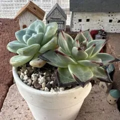 多肉植物　エボニー　韓国苗 アイスグリーン・黑壇エボニー カット苗 2苗セット エケベリア 韓国苗
