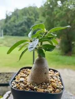フィルミアナ コロラータ 現地株 塊根植物 コーデックス - メルカリ