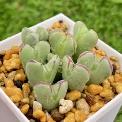 みぃ0203様 リクエスト 3点 まとめ商品