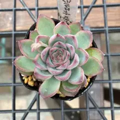 ⑤シルエット✕ダークアイス 抜き苗 多肉植物 - メルカリ