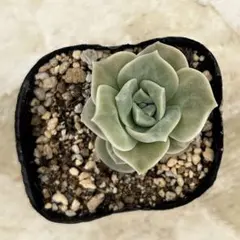 ラズベリーアイス錦 抜き苗 多肉植物 エケベリア - メルカリ