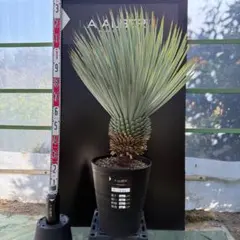 2025年最新】ユッカ リギダの人気アイテム - メルカリ