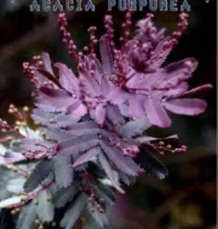 アカシア プルプレア ②ゴールデンミモザ ミモザ 観葉植物
