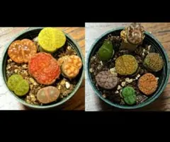 K*i様 リトープス　苗　抜き苗すべて　レア入り　少し訳あり