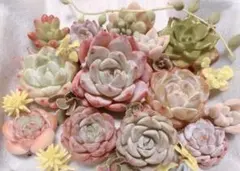 ❤︎寄せ植えセット❤︎ 小苗 多肉 多肉植物 エケベリア セダム