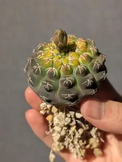 サボテン　ギムノカリキウム　瑞昌玉　錦　①のサムネイル