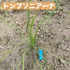 ユッカ　トンプソニアーナ　1株　苗78のサムネイル
