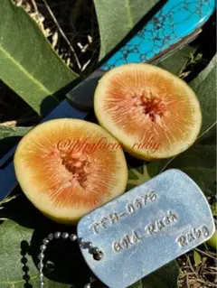 2026年最新】GOLD RUSH イチジクの人気アイテム - メルカリ