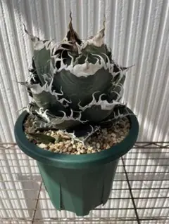 2025年最新】goodtanikuの人気アイテム - メルカリ