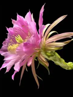 多肉植物 花サボテン 袖ヶ浦 (赤花) 接ぎ木 2025年最新】袖ヶ浦