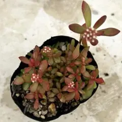 鬼灯様 リクエスト 3点 まとめ商品