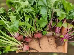 信州産ビーツ】3kg 【有機肥料使用・化学農薬不使用】 - メルカリ