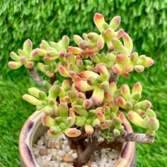 raft様 リクエスト 2点 まとめ商品