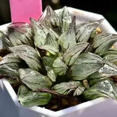 ち*い様 アトロフスカミュータント　超美株　ハオルチア　観葉植物　3のサムネイル