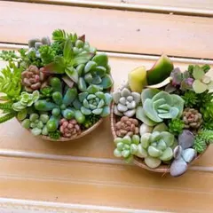 2026年最新】多肉植物 寄せ植え そのまま飾れるの人気アイテム - メルカリ