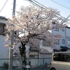 Item thumbnail for item d9c2d7ef-4b78-4745-9f1d-ca6ee865ecca