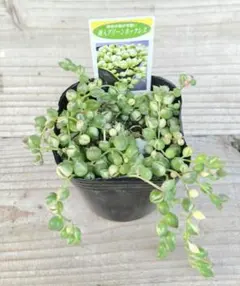 Alohappy様 リクエスト 2点 まとめ商品