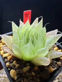 ま*う様 多肉植物 ハオルチア 九尾狐錦 透明窓 超美品 糊斑 - メルカリ