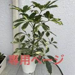 りんご☆まとめ値引します☆プロフ必読様専用ページ　シェフレラ　ハートカズラ