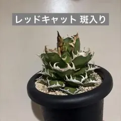 コレクション株　レッドキャット　大株　地獄猫　ゴリ猫　鉢付き コレクション株 レッドキャット 大株 地獄猫 ゴリ猫 鉢付き