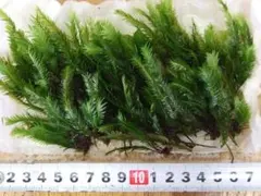 みーゆ様 リクエスト 3点 まとめ商品