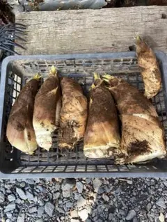 えつもっち様　専用