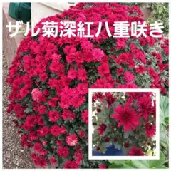 ザル菊＝ドーム菊 深紅八重咲き株分け３～４苗のサムネイル