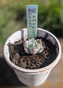 2026年最新】miya苗の人気アイテム - メルカリ