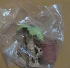 トレーディングフィギュア　マンドレイク ハリー・ポッター ミニチュアコレクション