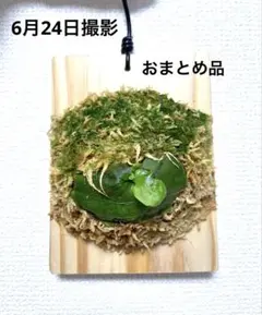 職人工房　早急発送　マダガスカリエンセ 2026年最新】マダガスカリエンセの人気アイテム - メルカリ