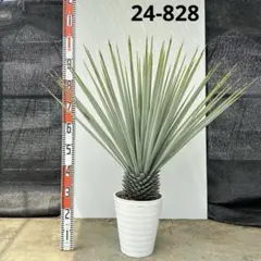 ユッカ　ロストラータ【24-677】超美形　シルバーブルー ユッカ ロストラータ【24-825】超美形 シルバーブルー - メルカリ