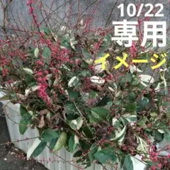 飯野弘也様専用❇️斑入り水引❇️ジュズサンゴ付き⭕❇️中株