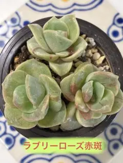 多肉植物 ラブリーローズ錦 - メルカリ
