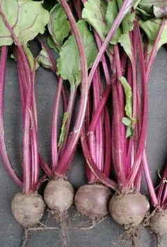 ビーツ 野菜のサムネイル