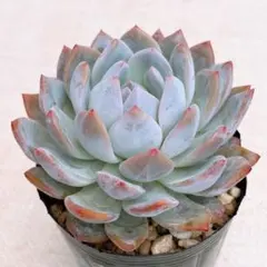 2026年最新】多肉 植物 抜き 苗の人気アイテム - メルカリ