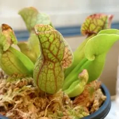 2026年最新】食虫 サラセニアの人気アイテム - メルカリ